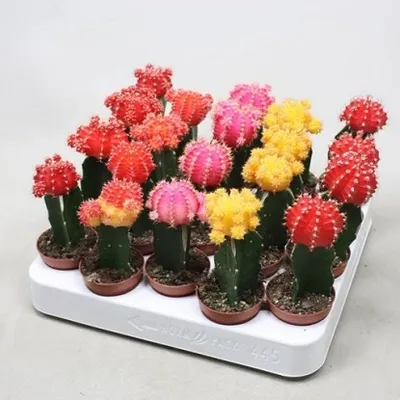 Gymnocalycium mihanovich