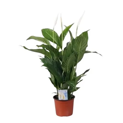 Spathiphyllum Sweet Silvio