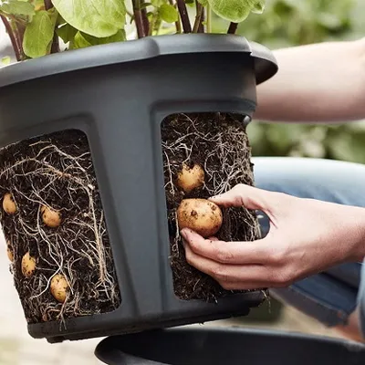 Potato grower anthracite 39,2cm