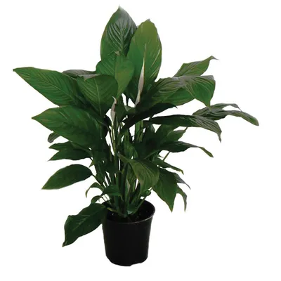 Spathiphyllum | Ženska sreća, Jedarce, Mirni ljiljan, Mjesečev cvijet | Ø13/H50