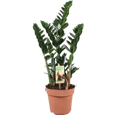 Zamioculcas zamiifolia | Zamija, Biljka novca i sreće | T10/H30