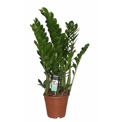 Zamioculcas zamiifolia | Zamija, Biljka novca i sreće | T21/H90