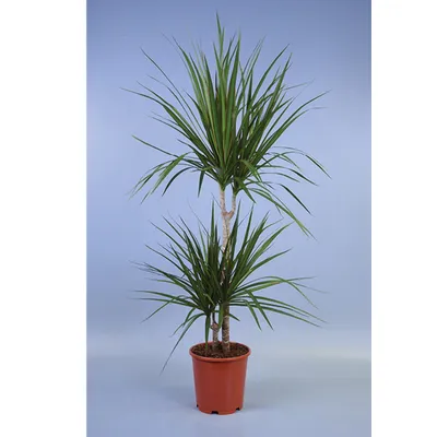 Dracaena marginata 2 ogranka