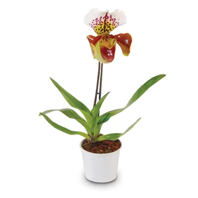 Orhideja - Phalaenopsis Paphiopedilum 2 ogranka
