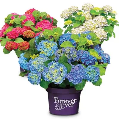 Hortenzija syn. Hydrangea macrophylla