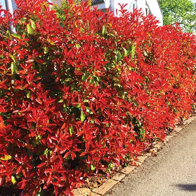 Photinia Fraseri Red Robin