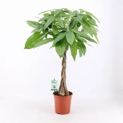 Pachira aquatica