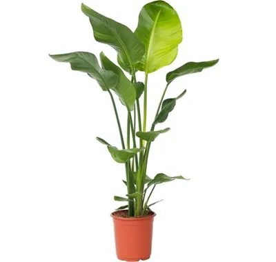 Strelitzia nicolai T30 H200