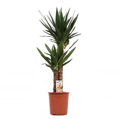 Yucca elephantipes