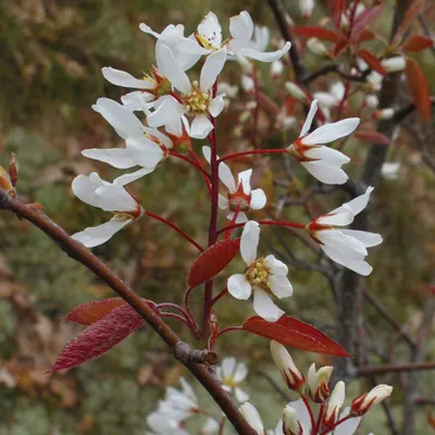 Amelanchier lamarckii (Canadensis)