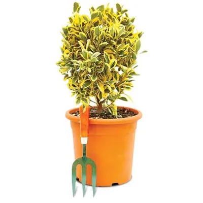 Euonymus japonicus Aureus Busch