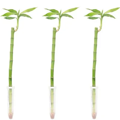 Lucky Bamboo uspravan