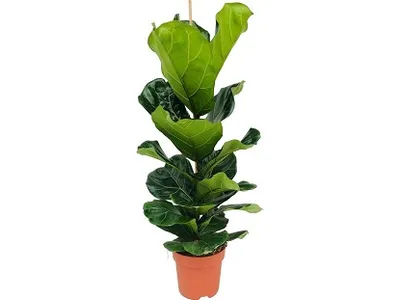 Ficus lyrata | Lirasti fikus | T21/H95