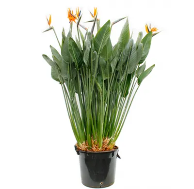 Strelitzia | Rajska ptica | T35/H80-100