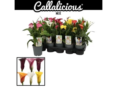 Zantedeschia | Kala | T12/H30