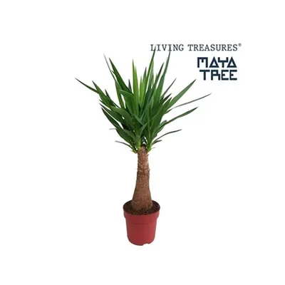 Yucca Maya Tree | Drvo života | T27/H120