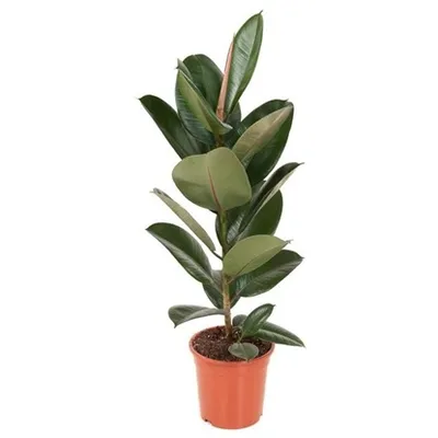 Ficus Elastica Robusta | Fikus gumijevac | T21/H90