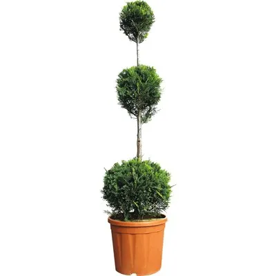 Thuja Smaragd 3 ball | H110
