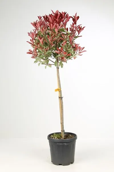 Photinia fr. Pink Marble / H150