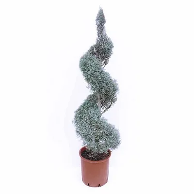 Cupres.ar.FastigiataGlauca spiral H145