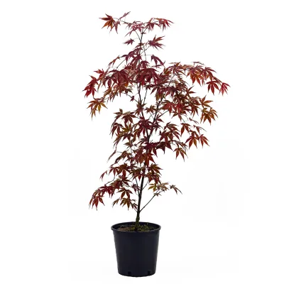 Acer japonicum mix | H70