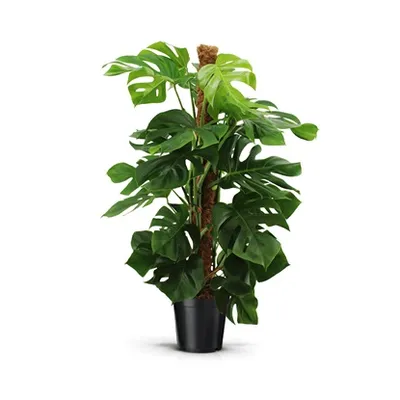 Monstera pertusum H120
