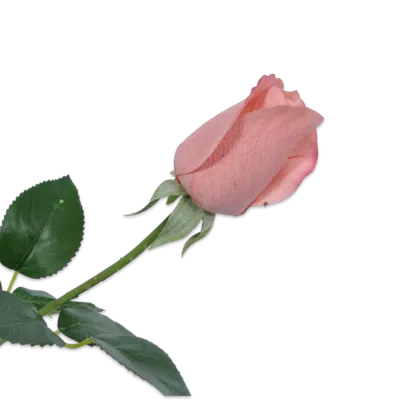 Silk-ka Vještački cvijet Ruža, roze boje