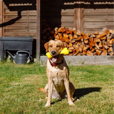 Nobby Igračka za pse Kost Rubber Bone, 23 cm, Žuta