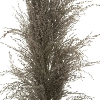 Atmosphera Ukrasna grana Pampas, 110 cm, Smeđa