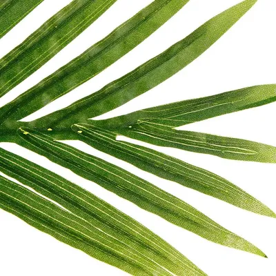 Atmosphera Umjetno cvijeće u tegli Palma, 170 cm, Crna