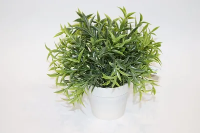 Millerykop Umjetni cvijet u saksiji 317002400, 24 cm, Bijela