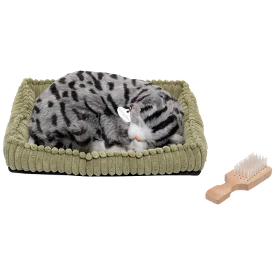 Home Kućni ljubimac, prugasta mačka - PP Gray Tabby, Bijeli