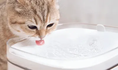 XIAOMI Smart fontana / pojilica za kućne ljubimce