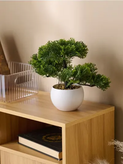 Bonsai drvo u saksiji