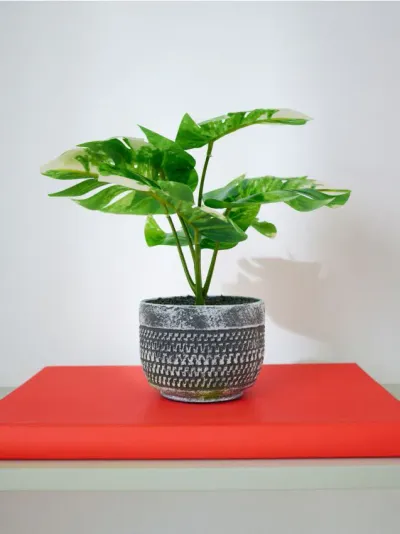 Ukrasna biljka u saksiji – monstera