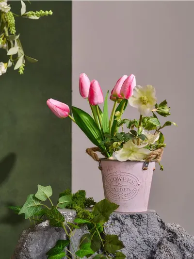 Dekorativna biljka – tulipani