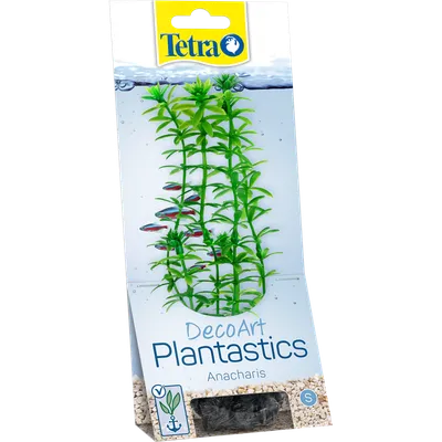 Tetra Anacharis S