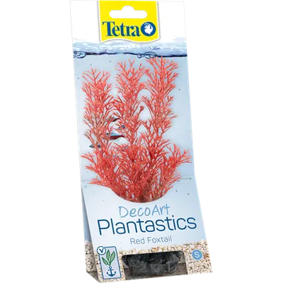 Tetra biljka Red Foxtail
