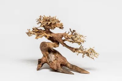 PH 057 Clow-Bonsai
