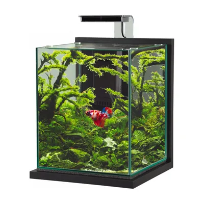 Akvarij Jalaya