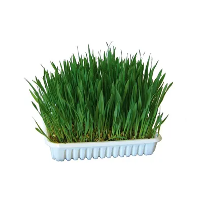 Trava za glodavce, 100g