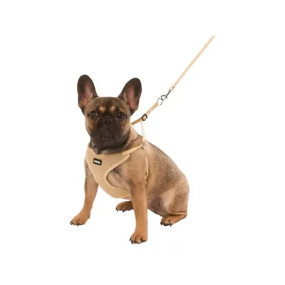 Oprsnik ‘Puppy’ s povodcem