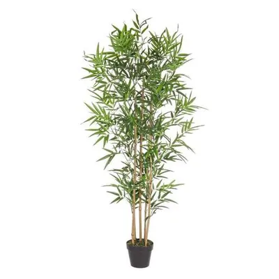BIZZOTTO bambus 155cm u saksiji pvc