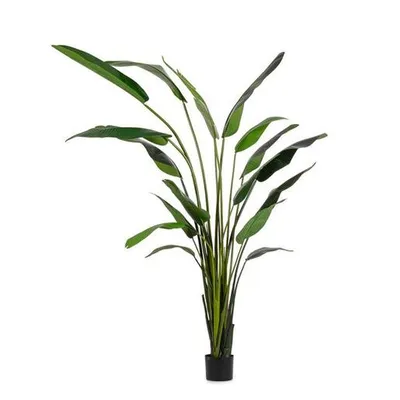 BIZZOTTO biljka strelicija 310 cm