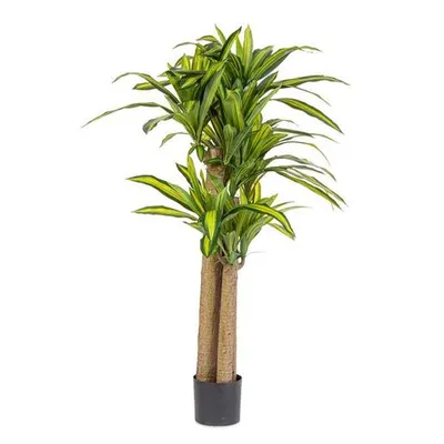 BIZZOTTO dračena 150cm