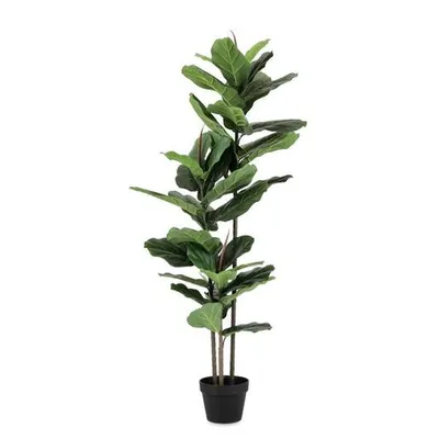 BIZZOTTO fikus lirata 145cm zelena