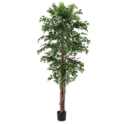 BIZZOTTO fikus 210cm lončanica