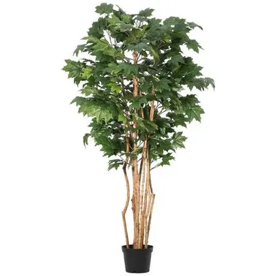 BIZZOTTO kanadski javor 195cm pvc