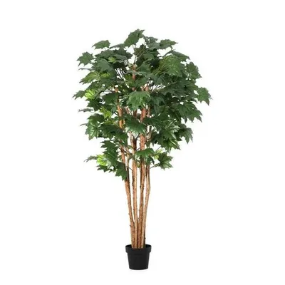BIZZOTTO stablo kanadskog javora 175cm lončanica